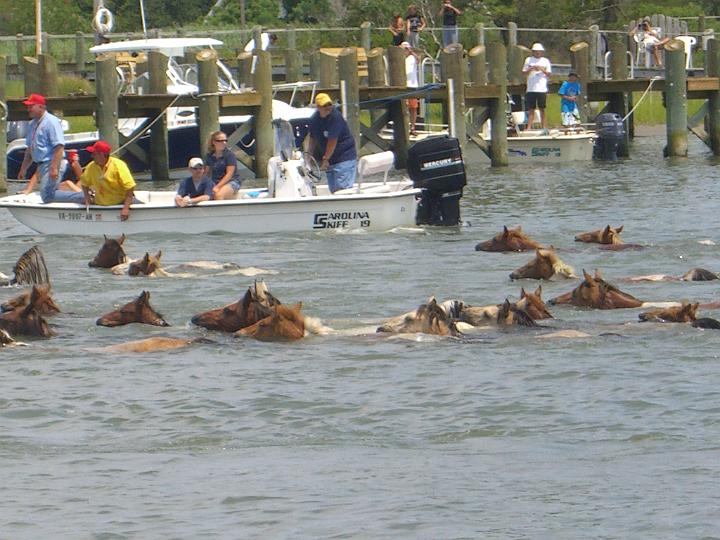 Chincoteague Pony Swim July 2007 059.JPG